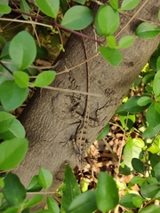 Calotes versicolor