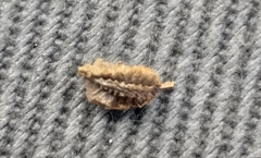 Osteospermum bolusii