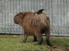 Hydrochoerus hydrochaeris