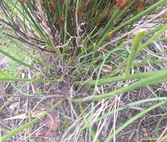 Osteospermum bolusii