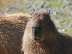 Hydrochoerus hydrochaeris