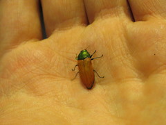 Castiarina aurantiaca