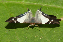 Dodona deodata