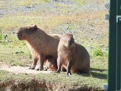 Hydrochoerus hydrochaeris