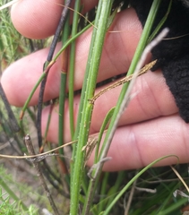 Osteospermum bolusii