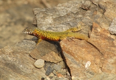 Liolaemus silvai