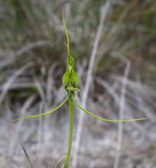 Pterostylis heberlei