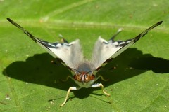 Dodona deodata