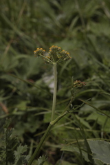Pastinaca aurantiaca