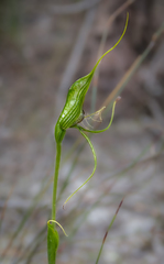 Pterostylis heberlei