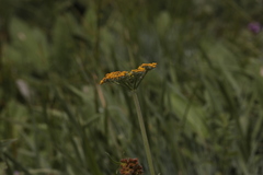 Pastinaca aurantiaca