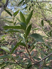 Ficus salicifolia
