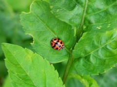 Cheilomenes sexmaculata