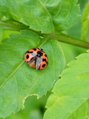 Cheilomenes sexmaculata