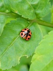 Cheilomenes sexmaculata