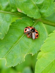 Cheilomenes sexmaculata