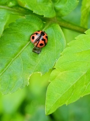 Cheilomenes sexmaculata