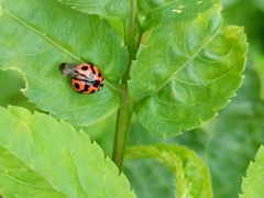 Cheilomenes sexmaculata