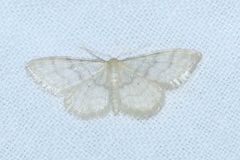 Idaea dilutaria