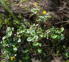 Hibbertia grossulariifolia