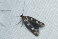 Scythris scopolella