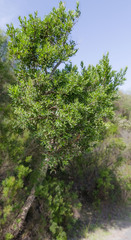 Hakea oleifolia