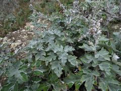 Artemisia saitoana