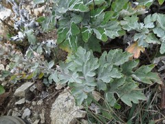 Artemisia saitoana