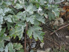 Artemisia saitoana