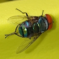 Chrysomya megacephala