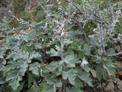 Artemisia saitoana