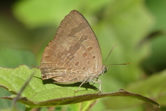 Arhopala agaba