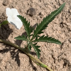 Ipomoea coptica