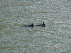 Cephalorhynchus eutropia
