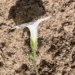 Ipomoea coptica