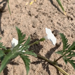 Ipomoea coptica
