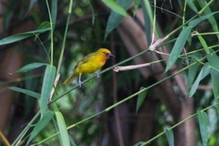 Ploceus ocularis suahelicus