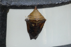 Tanaecia lepidea