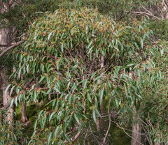 Eucalyptus jacksonii