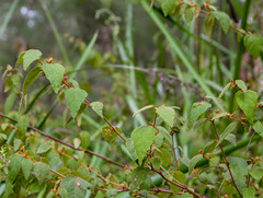 Lasiopetalum floribundum