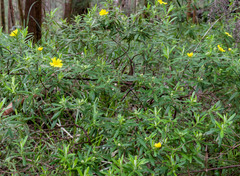 Hibbertia furfuracea