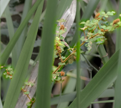 Thomasia quercifolia