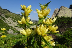 Gentiana burseri