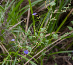 Dampiera hederacea