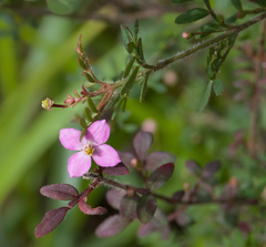 Boronia gracilipes