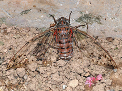 Megapomponia imperatoria