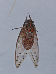 Megapomponia imperatoria