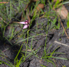 Eriochilus scaber