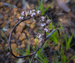 Prasophyllum fimbria