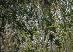 Taxandria parviceps